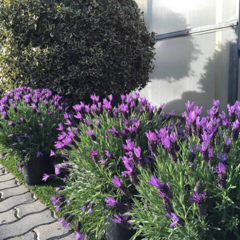Progettazione e realizzazione giardini dalla pianta e rossi Forlì