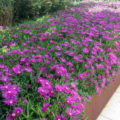 Progettazione e realizzazione giardini dalla pianta e rossi Forlì